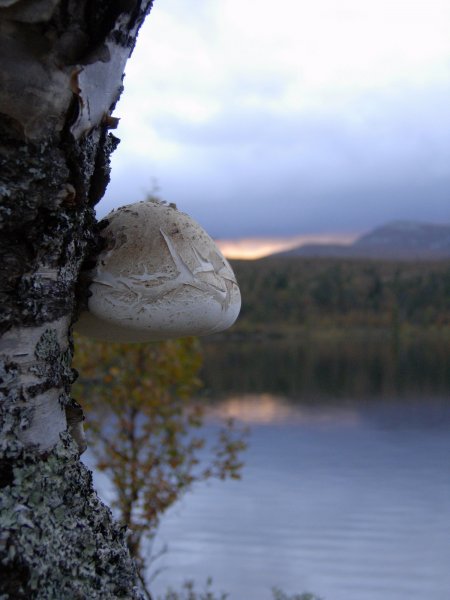 grövlesjön  2010 028.JPG