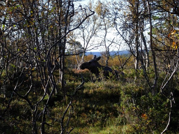 grövlesjön  2010 002-1.JPG