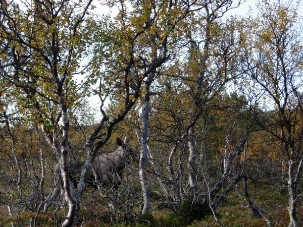 grövlesjön  2010 005.JPG