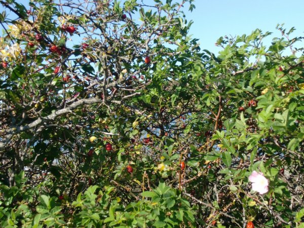 Höst 003 (1024x768).jpg