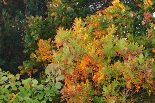 Höst 005 (1024x683).jpg