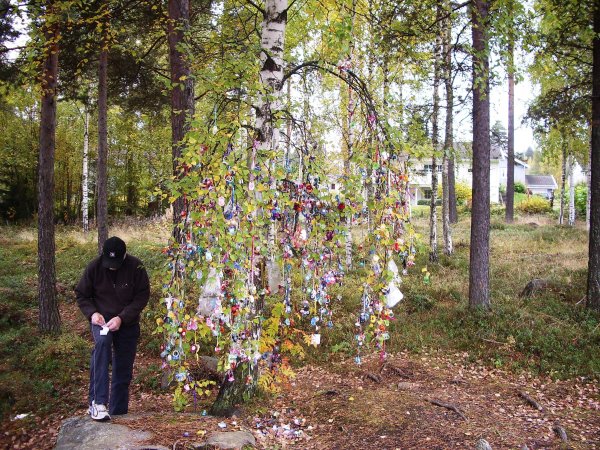 Åke loggar vid Nappträdet.JPG