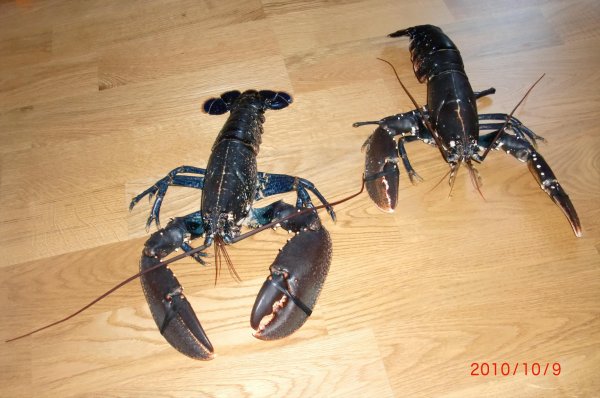 7-11 okt 2010 007   A.jpg