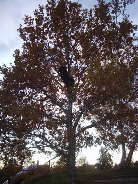 Viga gubben i Katrineholm.JPG