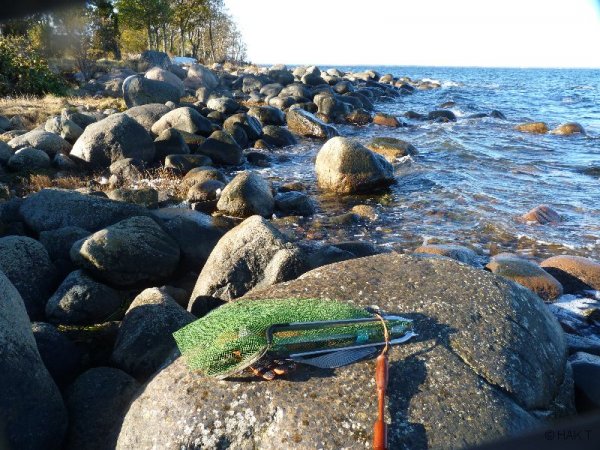 Copy of stenohav_2.JPG