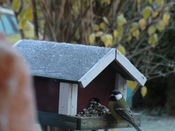 fåglar 008.JPG fåglar 008.JPG