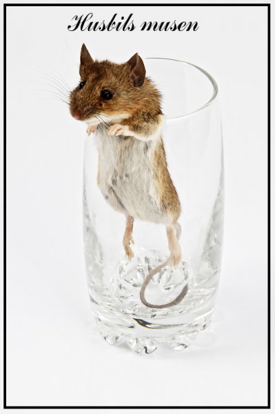 husbilsmusen.jpg husbilsmusen.jpg