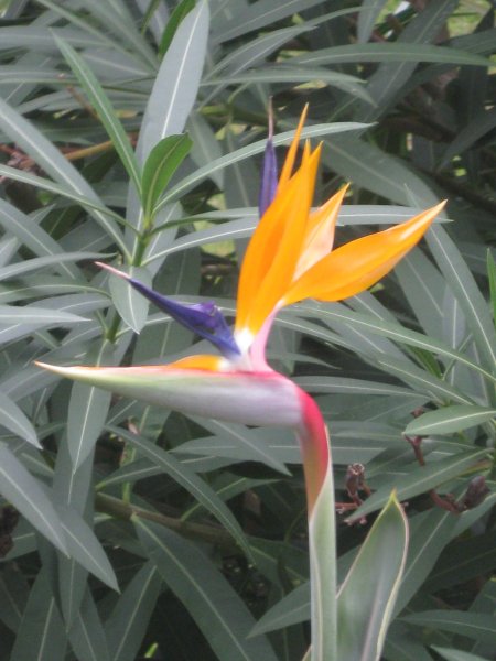 Middag i Benidorm 003.JPG