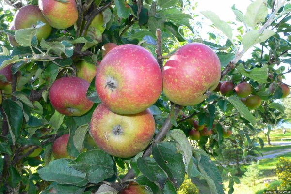 L1010443-1.JPG L1010443-1.JPG