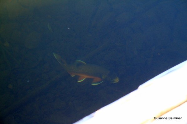 fisk 003.JPG fisk 003.JPG