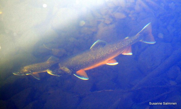 fisk 024.JPG fisk 024.JPG