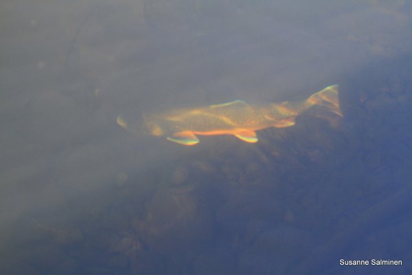 fisk 033.JPG fisk 033.JPG