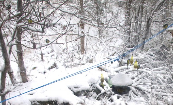 fågelrestaurang 2.jpg fågelrestaurang 2.jpg