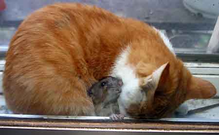 Katt och mus 2.jpg