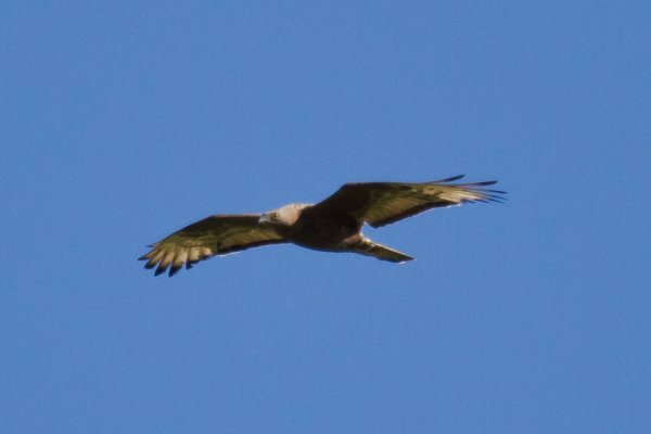 Gåta 4, art, 1p.jpg