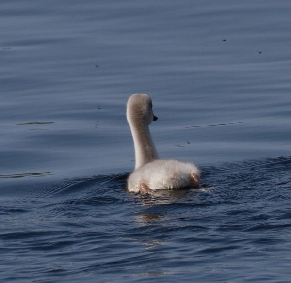 Gåta 1, 3p, art.jpg