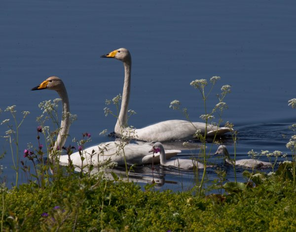 Gåta 1, extrabild.jpg