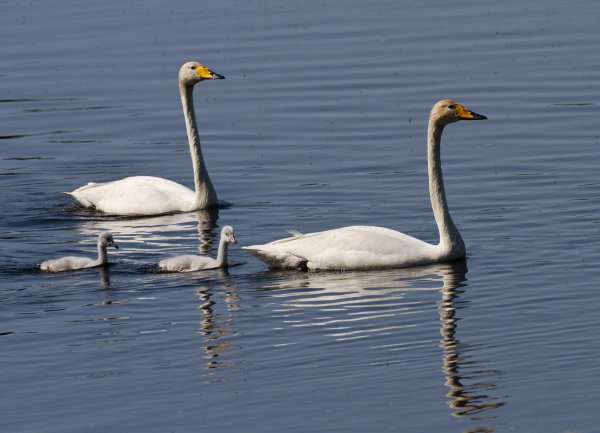 Kopia av Gåta 1, facit, sångsvan.jpg