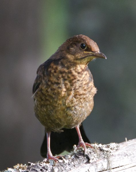 Gåta 3, 3p, art.jpg