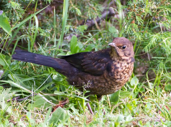 Gåta 3, art, 2 p.jpg