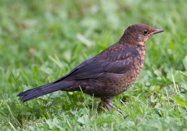 Gåta 3, facit, koltrast, ungfågel (Large).jpg