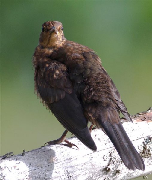 Gåta 3, extrabild (Large).jpg