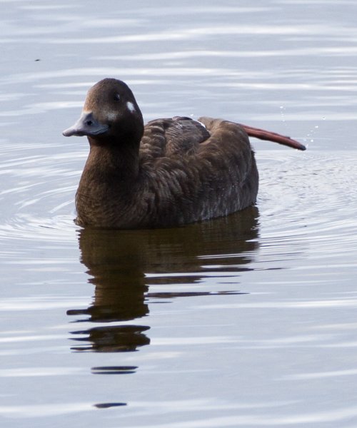 Gåta 2, art, 1p.jpg