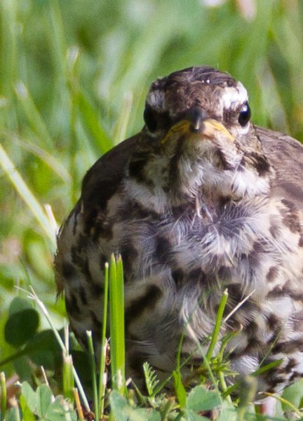 Gåta 4, art, 3p.jpg