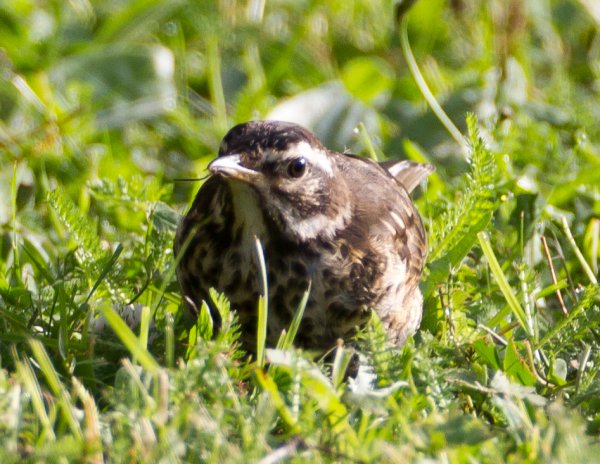 Gåta 4, art, 2p.jpg