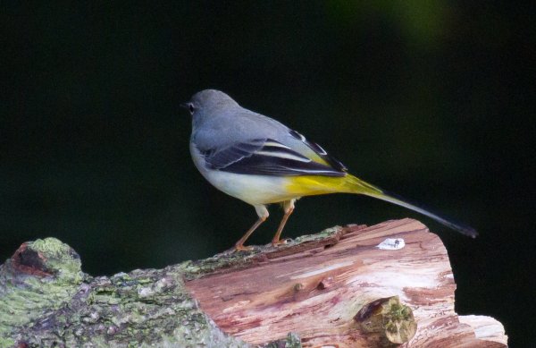 Gåta 5, facit, forsärla ungfågel.jpg