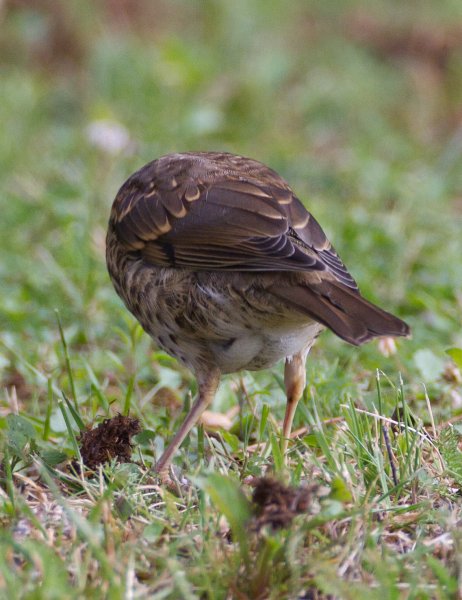 Gåta 6, art, 3p.jpg