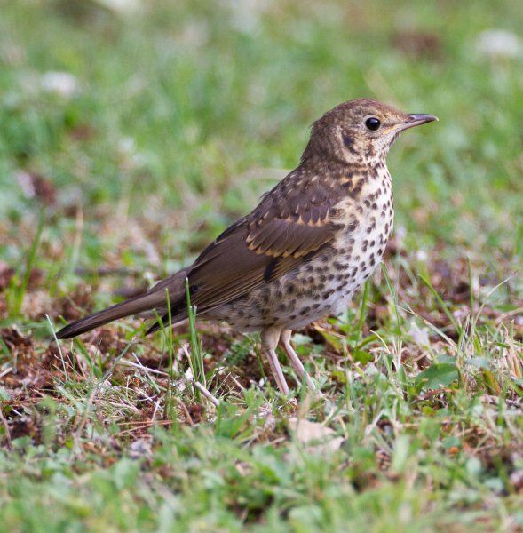 Gåta 6, facit, taltrast.jpg