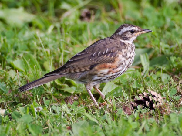 Gåta 4, facit, rödvingetrast.jpg