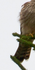 Gåta 8, ungfågel, art, 3p.jpg