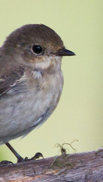 Gåta 9, art, 3p.jpg