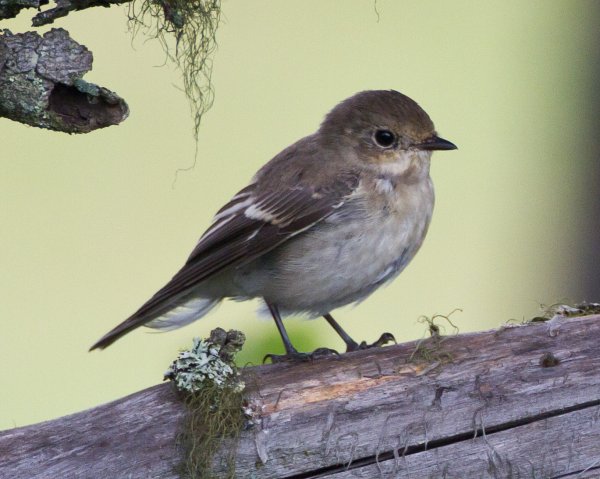 Gåta 9, art, 1½ p.jpg