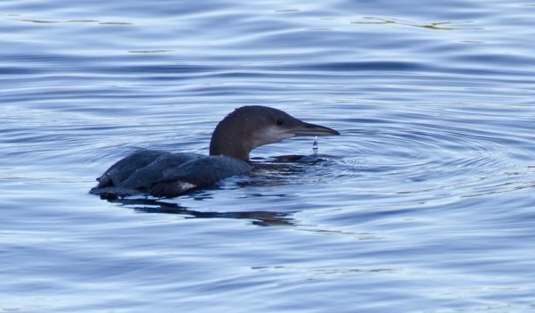 Gåta 11, art, 1p.jpg