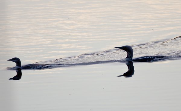 Gåta 11, facit, tre veckor tidigare.jpg