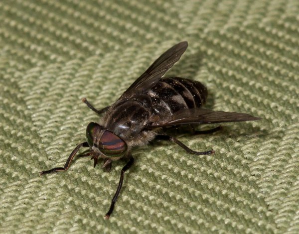 Gåta 10, facit. Fäbroms, hästbroms, släkte Tabanus, familj Tabanidae.jpg Gåta 10, facit. Fäbroms, hästbroms, släkte Tabanus, familj Tabanidae.jpg