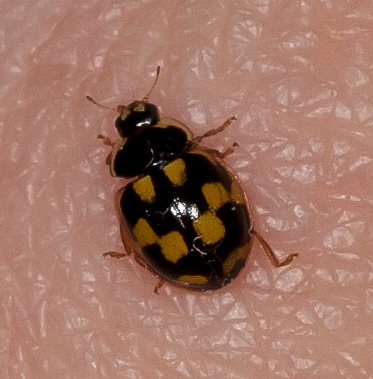 Gåta 13, 1½p, art.jpg Gåta 13, 1½p, art.jpg