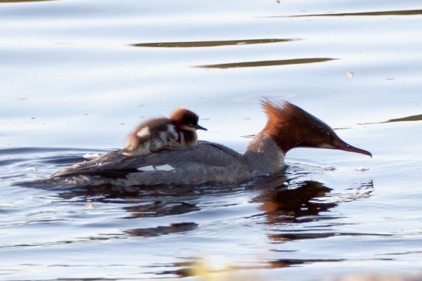 Gåta 14, facit, storskrak.jpg Gåta 14, facit, storskrak.jpg