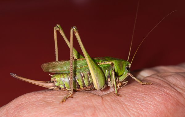 Gåta 15, facit, stor vårtbitare, Decticus verrucivorus, ordning hopprätvingar, familj vårtbitare.jpg