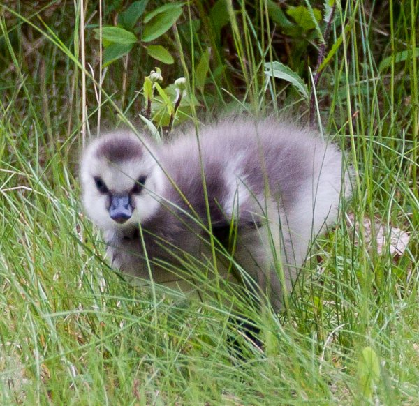 Gåta 17, a, art, 2p.jpg Gåta 17, a, art, 2p.jpg