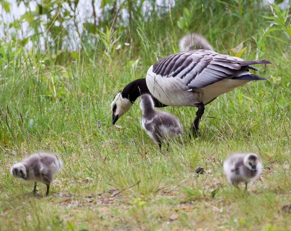 Kopia av Gåta 17, extrabild.jpg Kopia av Gåta 17, extrabild.jpg