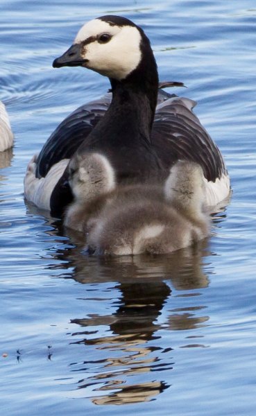 Gåta 17, extrabild 2.jpg Gåta 17, extrabild 2.jpg