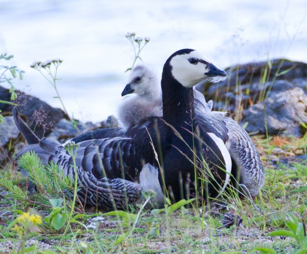 Gåta 17, extrabild 3.jpg Gåta 17, extrabild 3.jpg