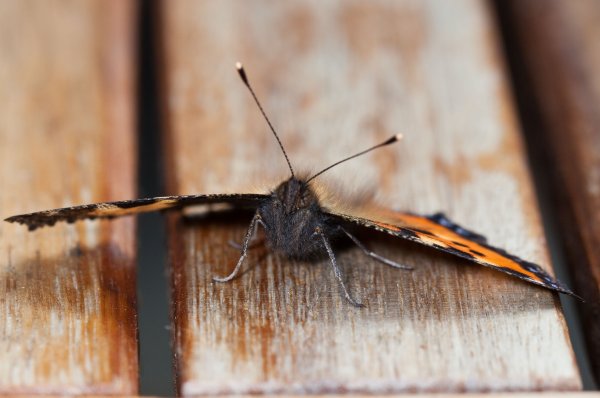 Kopia av Gåta 18, art, 2p.jpg Kopia av Gåta 18, art, 2p.jpg