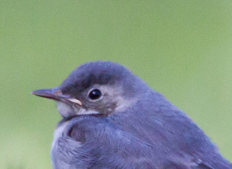 Gåta 16, art, 2p.jpg Gåta 16, art, 2p.jpg