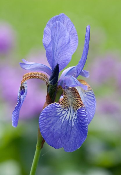 Gåta 19, strandblomma, art, 3p.jpg Gåta 19, strandblomma, art, 3p.jpg