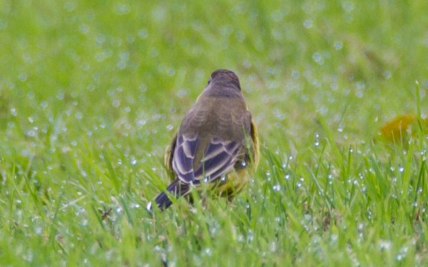 Gåta 20, art, 3p.jpg Gåta 20, art, 3p.jpg